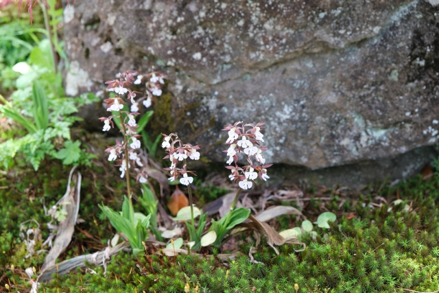 50代からのもがき！草花が気になる年頃になる
