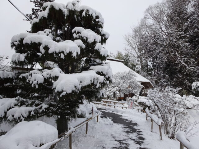 雪をかぶったイトヒバ