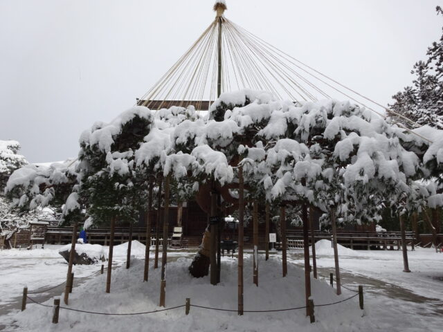 中尊寺本堂の松の雪吊り