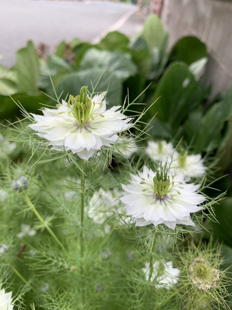 ニゲラの種まき時期はいつがいい？こぼれ種でも花が増える種取りのタイミング