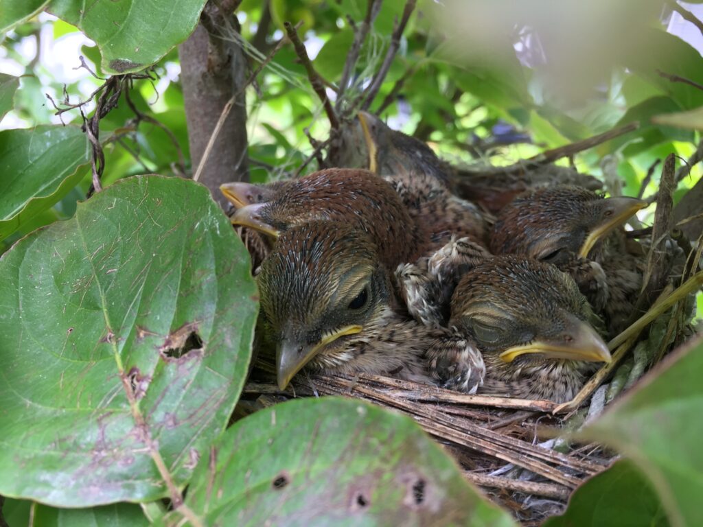 【動画あり】モズ(百舌鳥)がハナミズキに営巣？「小さな猛禽類」が庭に巣を作るメリットと剪定を中止したリアル観察記