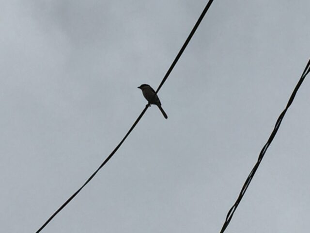 電線に止まってこちらを警戒するモズの親鳥