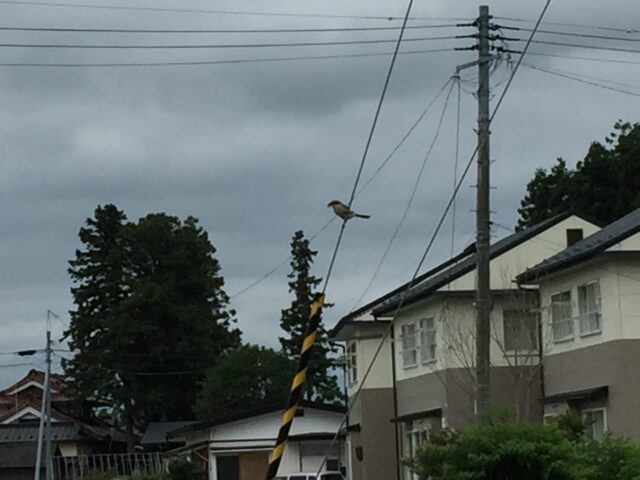 巣立った雛を見守るモズの親鳥