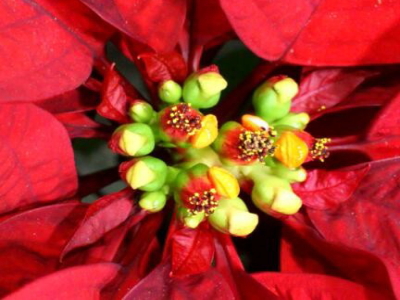 ポインセチアの花は小さな黄色い部分