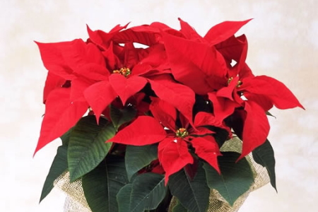 ポインセチアを剪定しないとどうなる？クリスマスを彩るための育て方