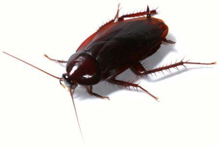 剪定で木からまさかのゴキブリ！巣はどこにあるのか？生態まで解説