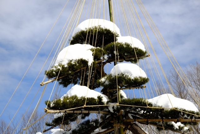 枝を雪の重みから守る雪吊り