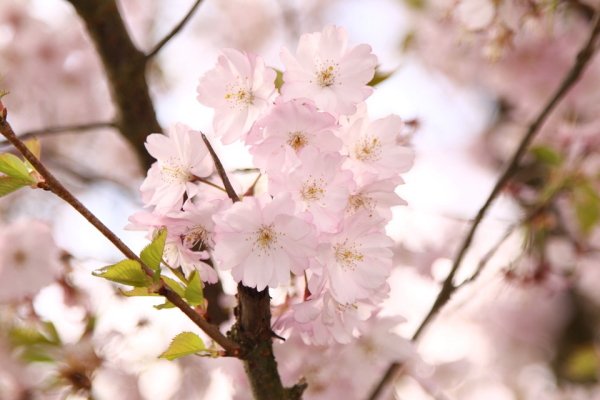 桜の花が咲く