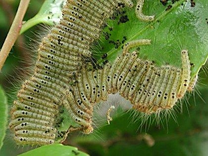 アメリカシロヒトリが葉を食べる