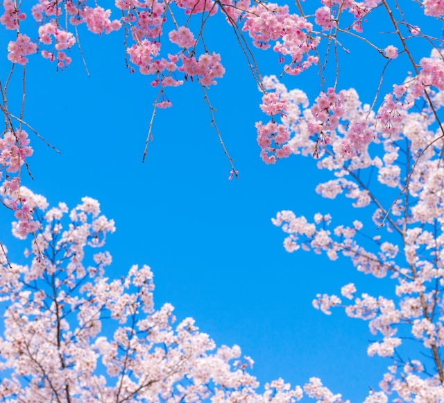 狂い咲く桜がスピリチュアル！ソメイヨシノが春以外に咲く不思議な現象の理由