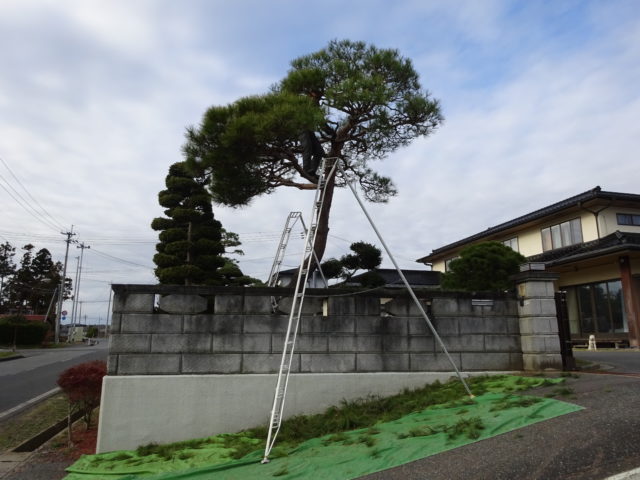 三脚12尺
