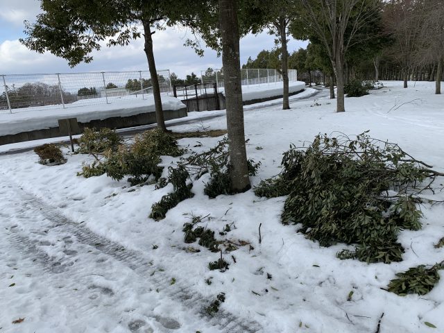 折れたシラカシの枝