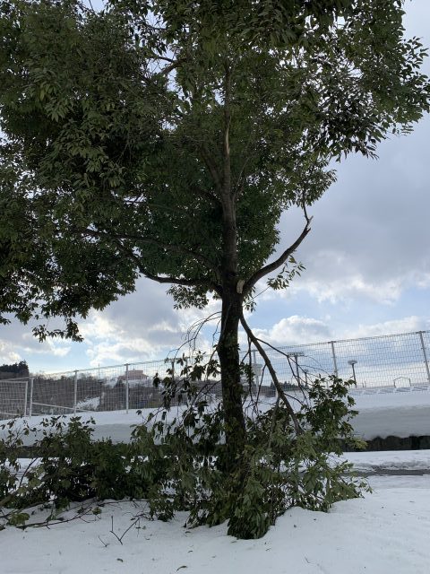 雪の重みで折れたシラカシの太枝