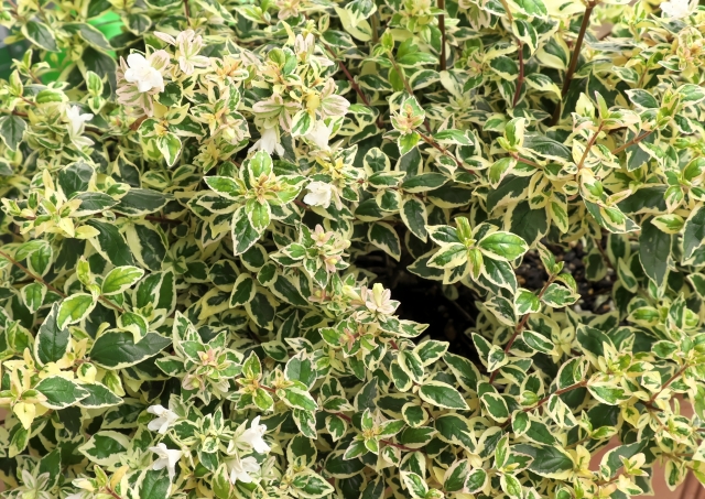 葉や花の斑入りはなぜ起こる！3つの原因から解明
