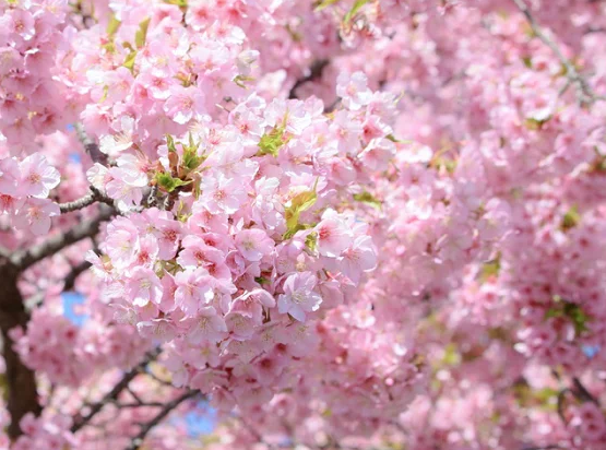 冬に咲く桜はどんな種類があるの？桜はどこで買える？剪定はいつするの？