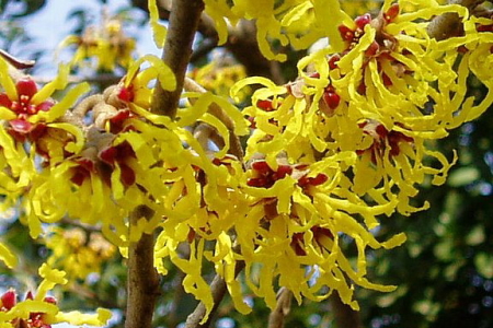黄色いマンサクの花